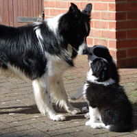 Hero and sister Jazz meeting Whisper for the first time - 8 weeks old